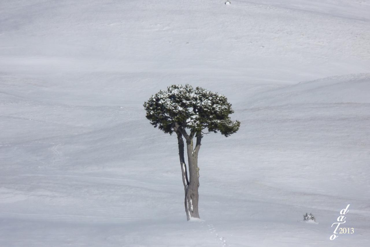 1346 L'arbre taillé