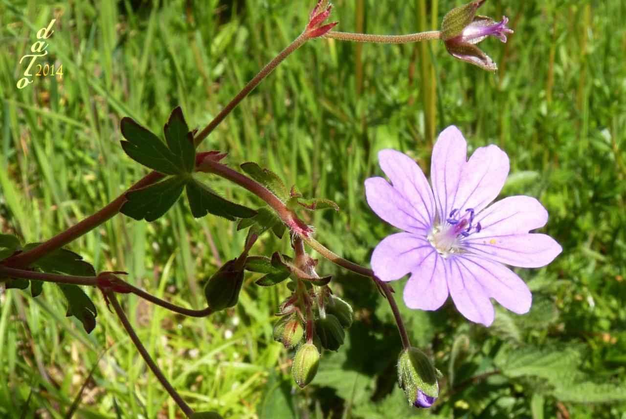 1420 Fleur bleue