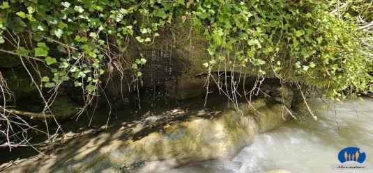 De l'eau s'écoule sous la végétation.