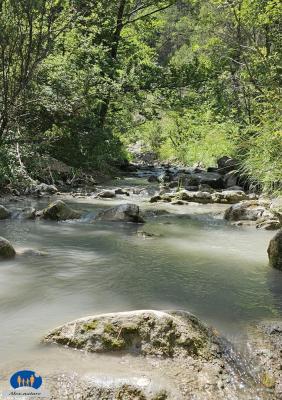 Magnifique cours d'eau sous la verdure.