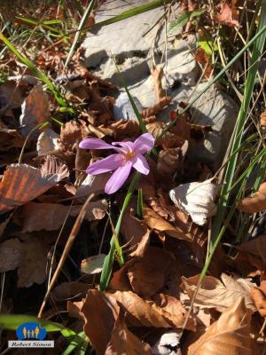 Crocus sativus