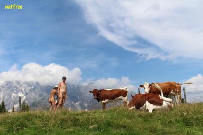 Rencontre de quelques vaches - newt 2018