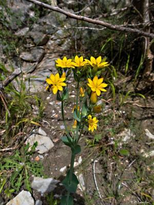 Fleur jaune vif