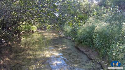 Ruisseau très ombragé aux eaux claires  2024 00a